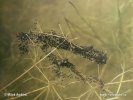 Common Spadefoot (eggs)